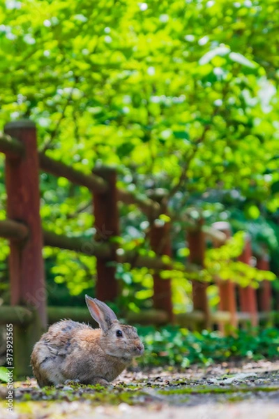 Obraz 大久野島ウサギ