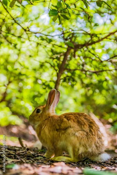 Obraz 大久野島ウサギ