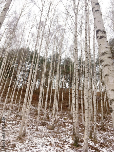 Fototapeta 자작나무숲