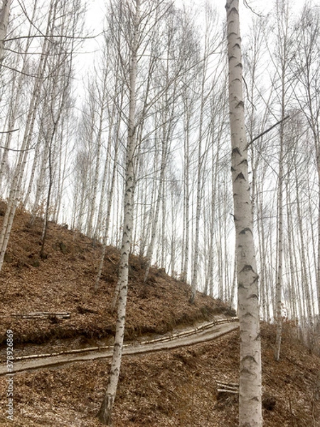 Obraz 자작나무숲