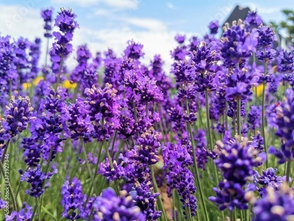 Obraz lavender field in provence