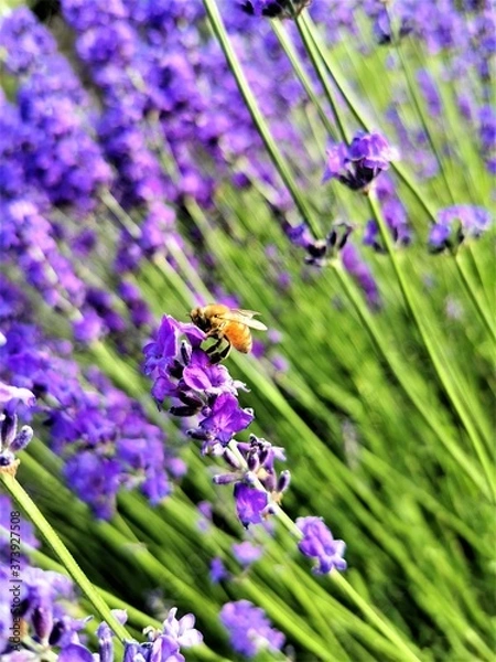 Obraz lavender flowers closeup
