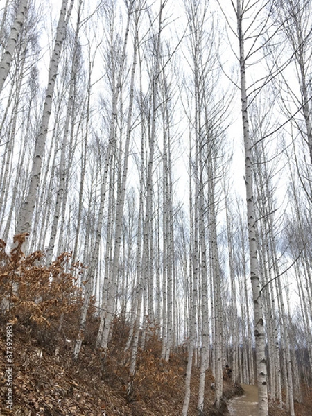 Obraz 자작나무숲