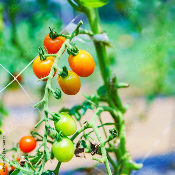 Obraz 収穫期の国産のミニトマト【夏イメージ】
