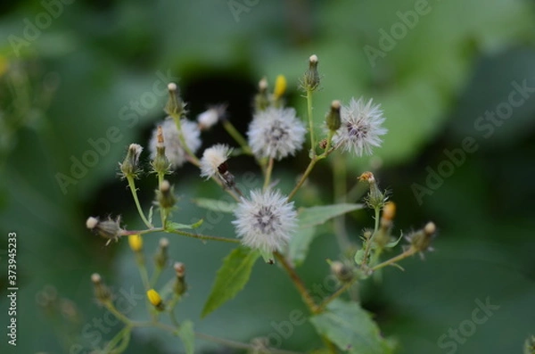 Fototapeta 雨竜沼高原までの登山道　綿毛