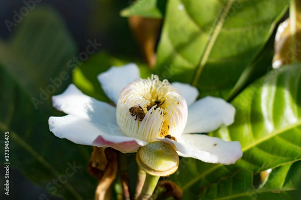 Obraz bee on a flower