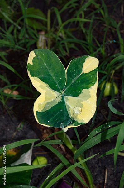 Obraz st patrick day