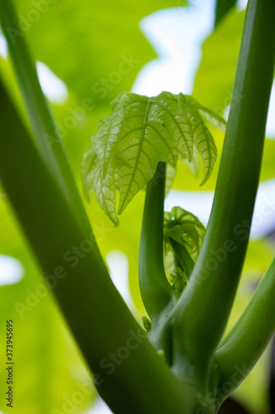 Obraz aloe vera plant