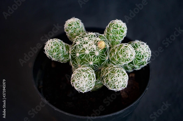 Obraz cactus in a pot