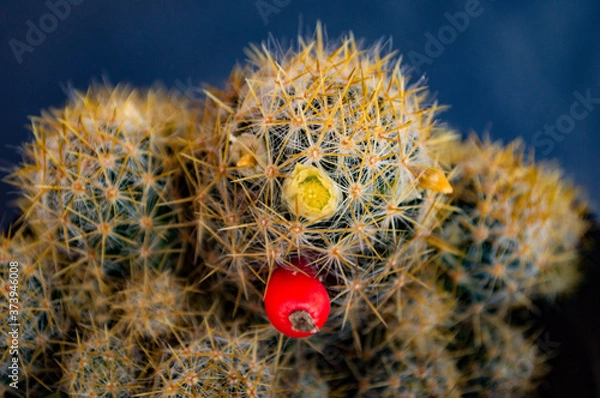 Obraz cactus in bloom