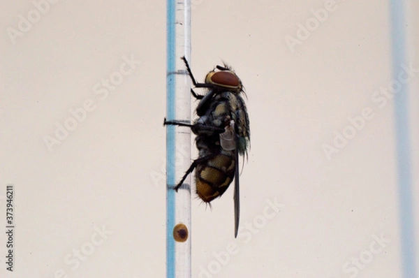 Obraz man climbing wall