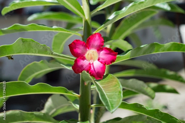 Obraz pink and white