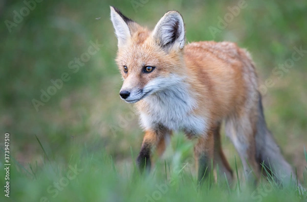 Fototapeta Red fox kits in the spring