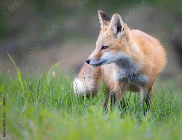 Fototapeta Red fox kit in the wild