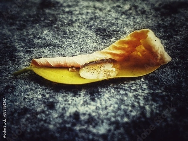 Obraz shell on the sand