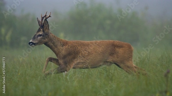Obraz Roe deer (Capreolus)