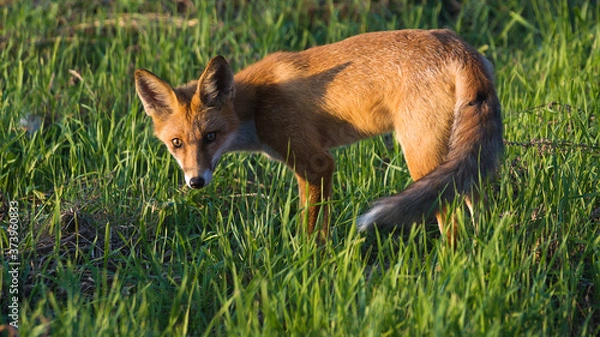 Obraz The red fox (Vulpes vulpes)