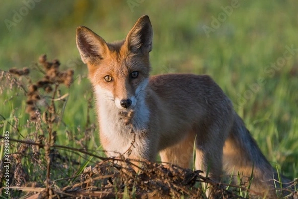 Obraz The red fox (Vulpes vulpes)