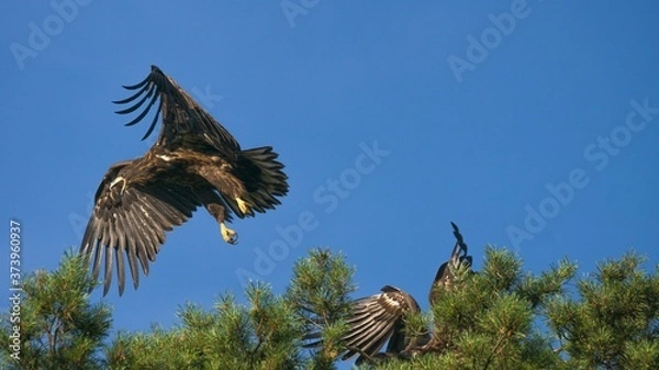 Obraz White tailed eagle  (Haliaeetus albicilla)