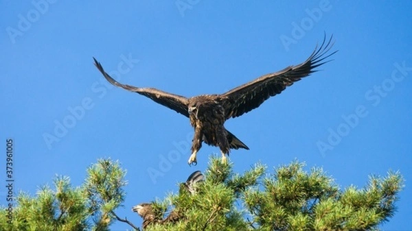 Obraz White tailed eagle  (Haliaeetus albicilla)