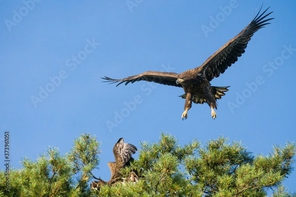 Obraz White tailed eagle  (Haliaeetus albicilla)