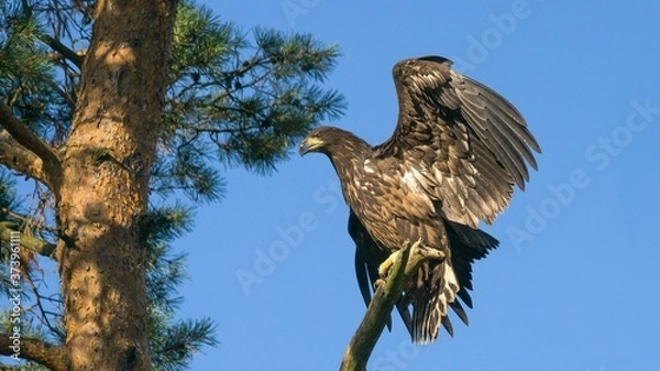 Obraz White tailed eagle  (Haliaeetus albicilla)