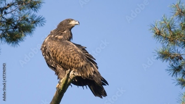 Obraz White tailed eagle  (Haliaeetus albicilla)