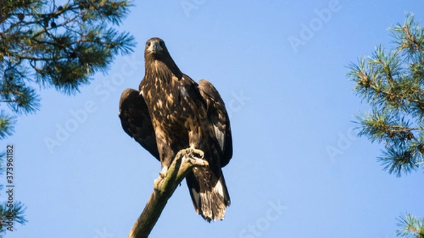 Obraz White tailed eagle  (Haliaeetus albicilla)
