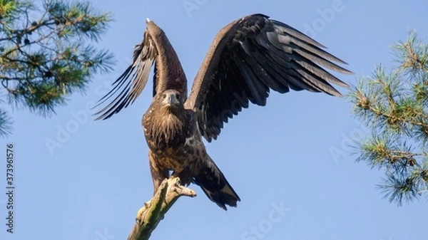 Obraz White tailed eagle  (Haliaeetus albicilla)