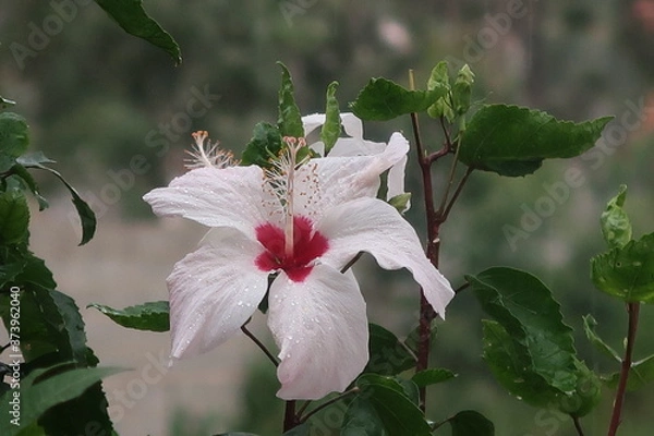 Obraz white flower in a garden