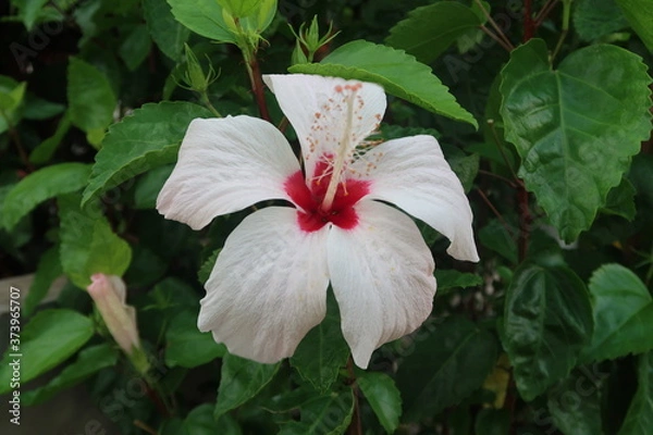 Obraz red hibiscus flower
