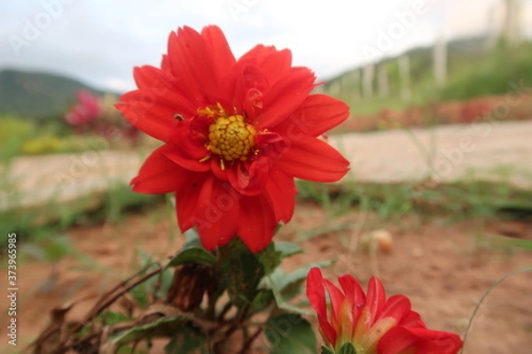 Obraz red flower in the garden