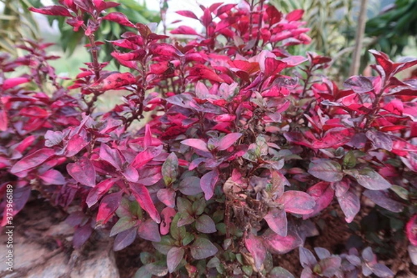 Obraz red and green leaves