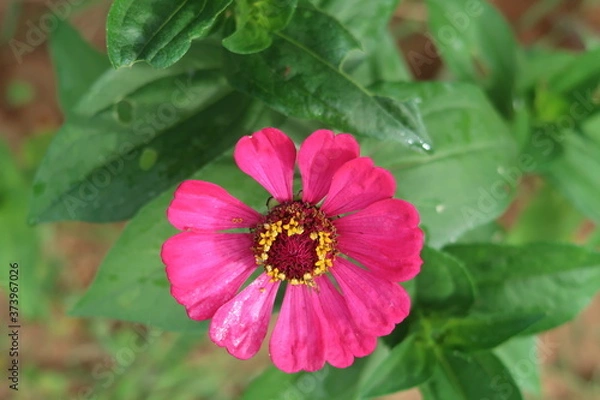 Obraz pink and white flower