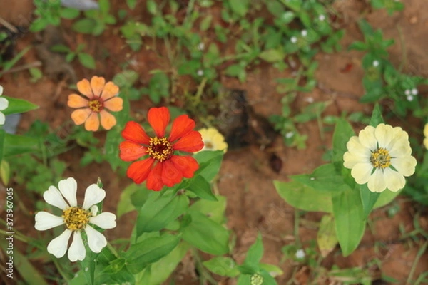 Obraz flowers in the garden