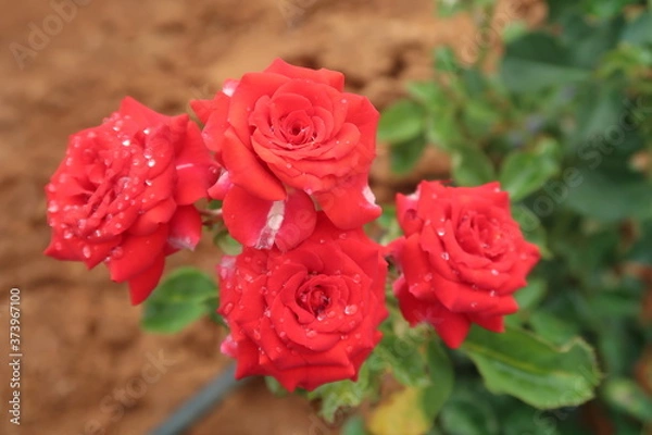 Obraz red roses in a garden