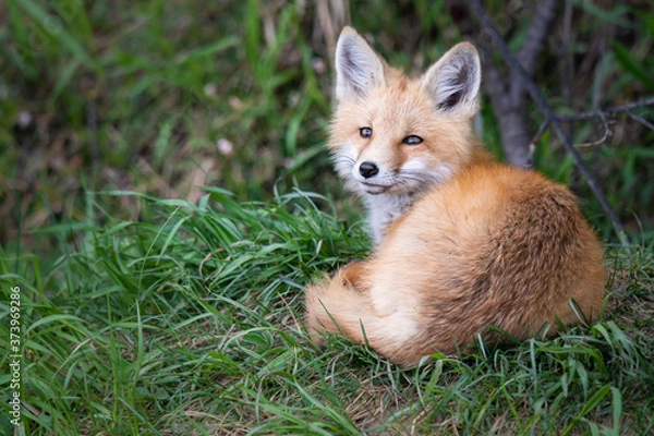 Fototapeta Red fox kit in the wild