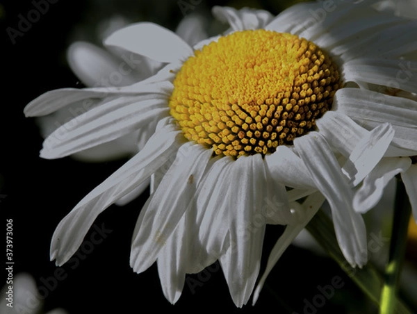 Fototapeta daisy flower macro closeup