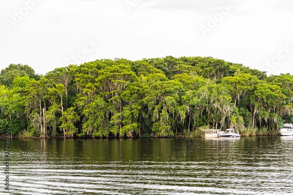 Obraz Swampy Florida