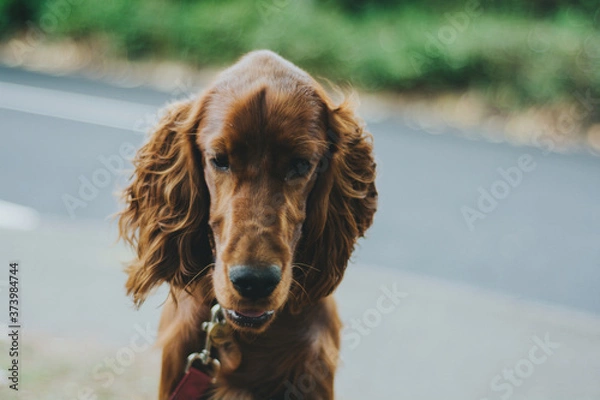 Fototapeta Irish Setter Dog