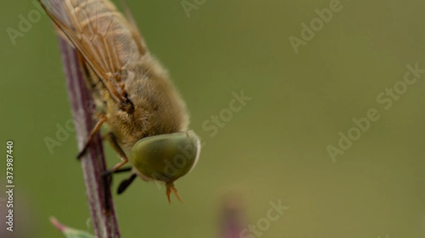 Obraz owad macro przyroda