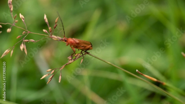 Obraz owad macro trawa