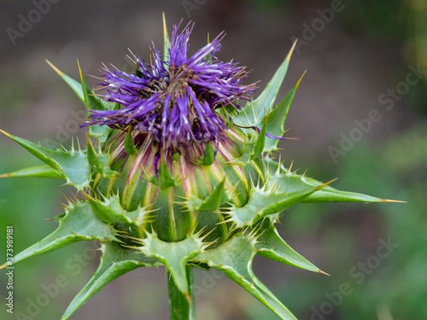 Obraz OLYMPUS DIGITAL CAMERA