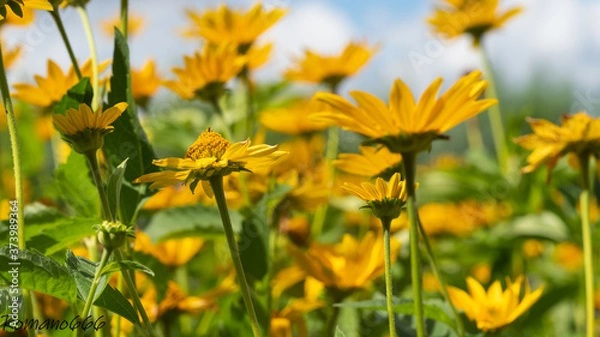 Obraz Kwiaty macro rośliny