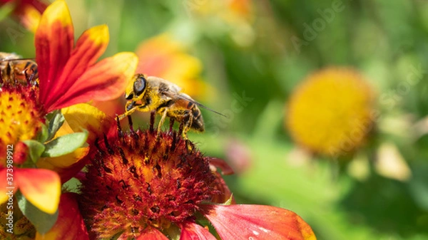 Obraz owad macro przyroda