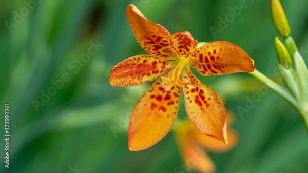 Obraz Kwiaty macro rośliny