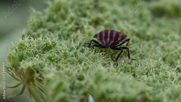 Obraz owad macro przyroda