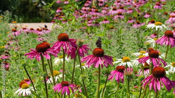 Obraz Kwiaty macro rośliny