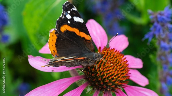 Obraz Motyl kwiat macro