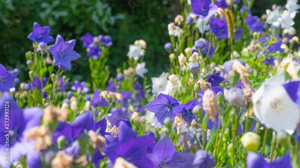 Obraz Kwiaty macro rośliny